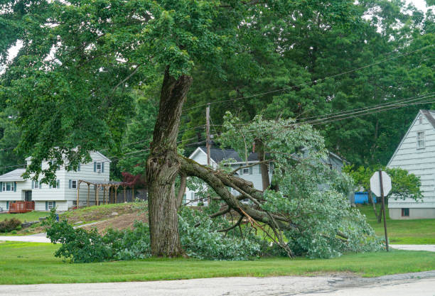 Best Emergency Tree Removal  in Cosmopolis, WA